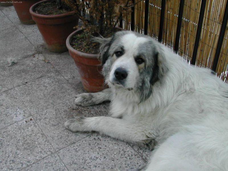 Foto: Eggar Mauntain almanach-ch s Almanach asi 81cm