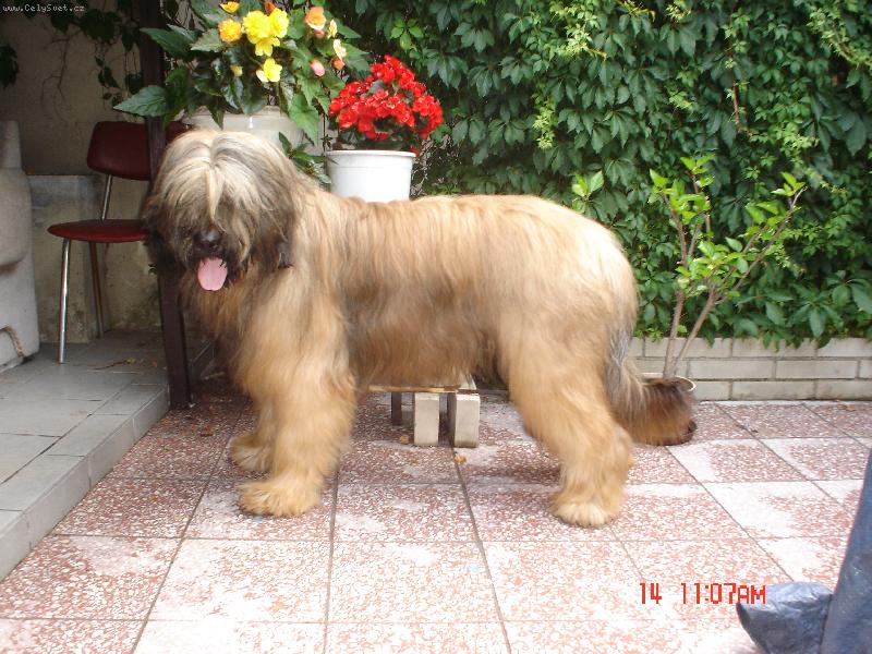 Foto: chlupat� srd��ko-\"takhle n�jak se p�edv�d�m na v�stav� :-)\"