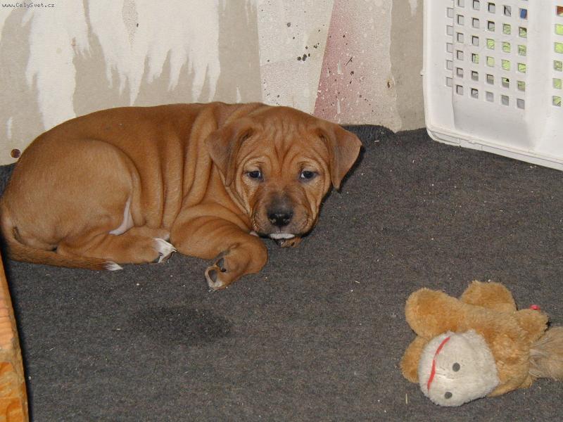 Foto: Kirby-je�t� jako �t���tko