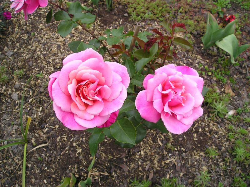 Foto: r�no-r��e staror��ov�