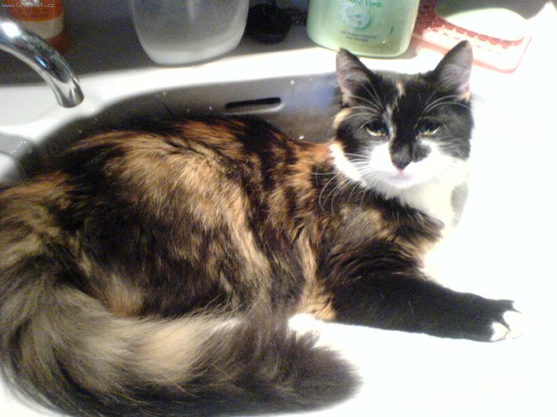 Foto: Charlottka-Na�e m�l� Charlottka - zvan� Opi�ka