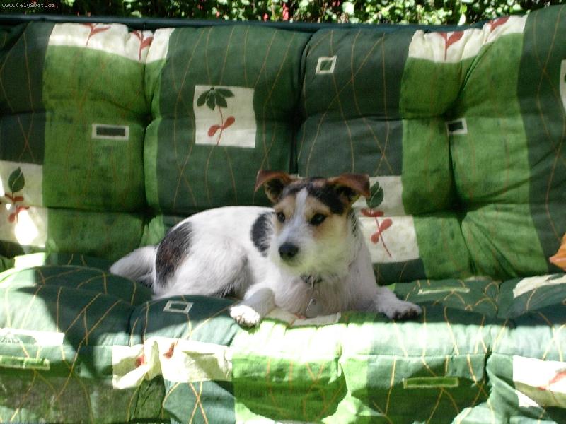 Foto: JACK RUSSELOV PARSON TERIER-m��j mazlik