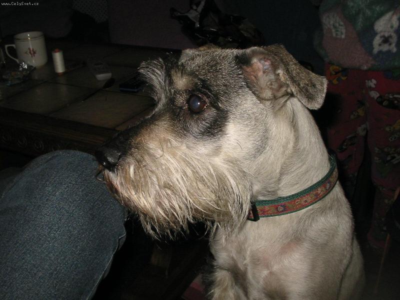 Foto: st�edn� k��ra�ka-K�ja