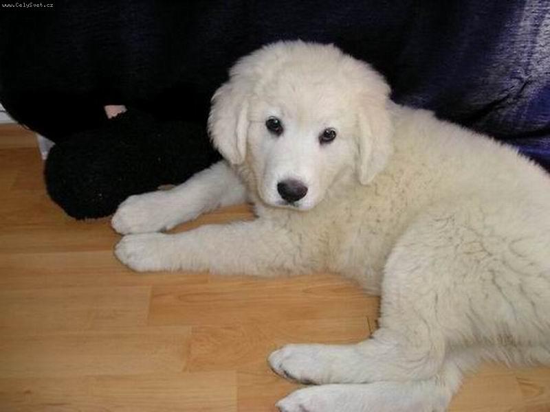 Foto: dvoum�s��n� fenka podhalana