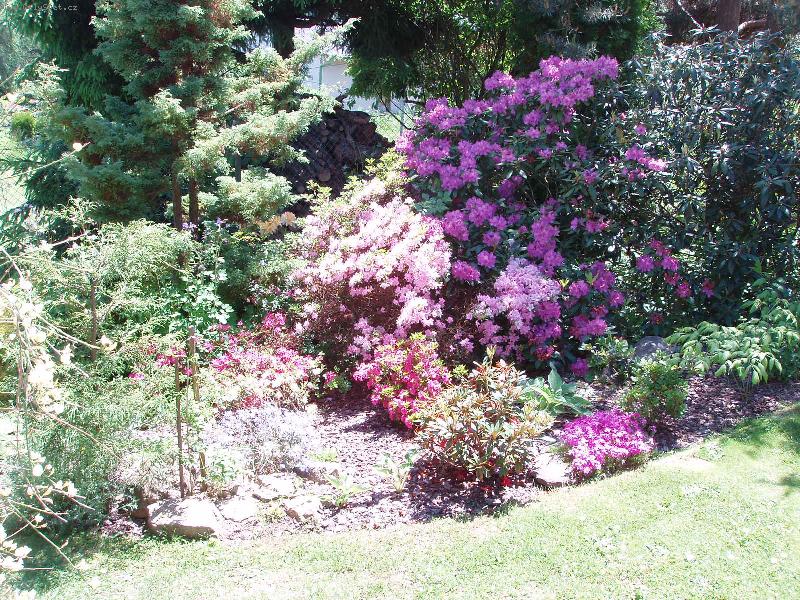 Foto: jaro v zahrad�-skupina azalek, rododendron�