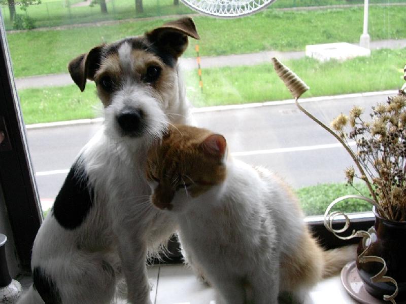 Foto: fotogenicky mazlicek-Tuli tuli