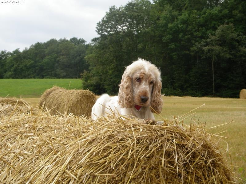 Foto: barnab� �ekaj�c� na pi�kot