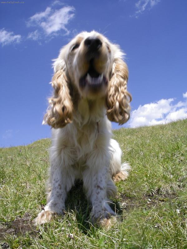 Foto: �t�kav�� barnab�