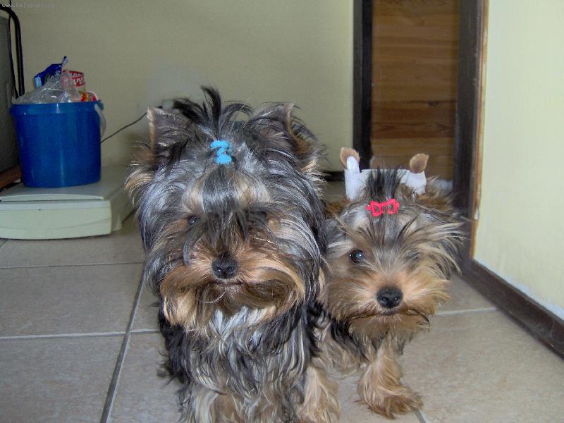 Foto: Charlie a Magie