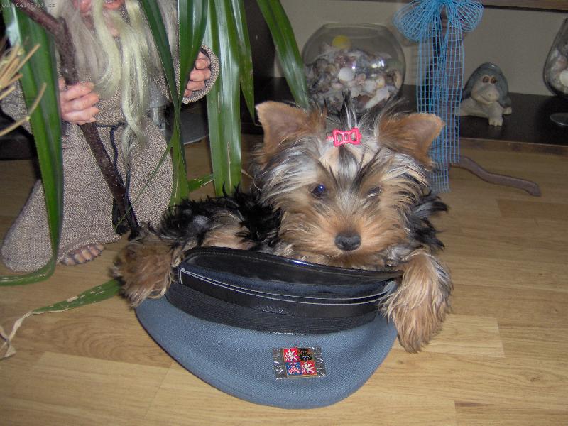 Foto: Magie-Slu�ebn� pes