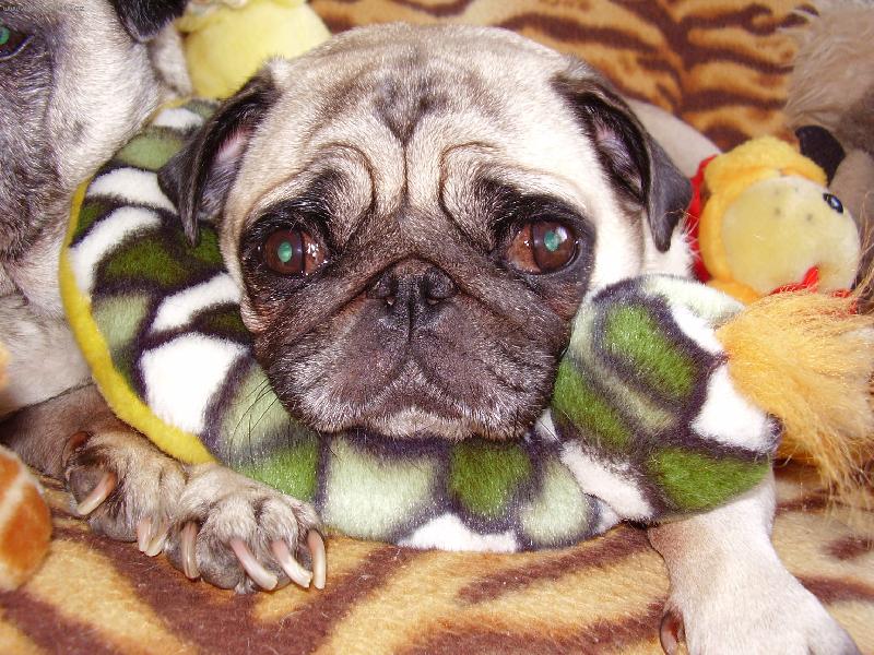 Foto: Skobrou na krku...-Lentilka  :-))