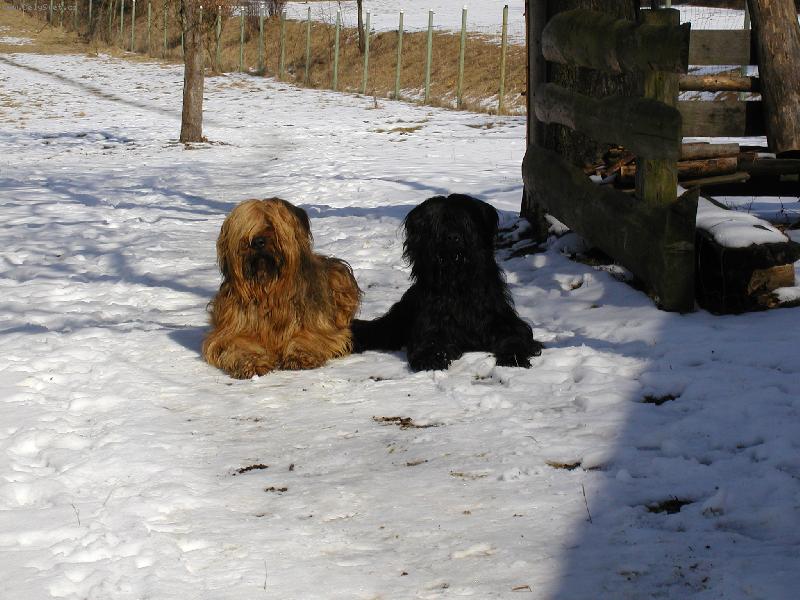 Foto: Opravdu vzorn� psi