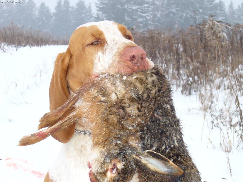 Foto: ICH.Izaak z Bukowego mlyna-I p�i loveck� pr�ci si italsk� oha� zachov�v� svoji noblesu.