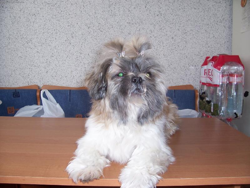 Foto: Akimek musel byt ost��han� kvuli velkemu teplu-ost��han� �i cu vypada docela dob�e ne?