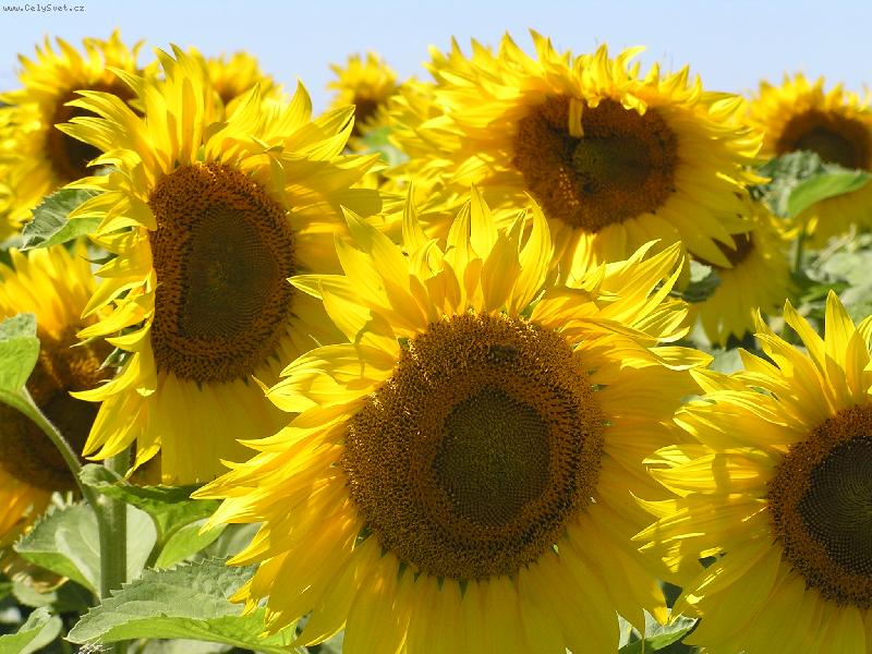 Foto: Zlat� slun��ka