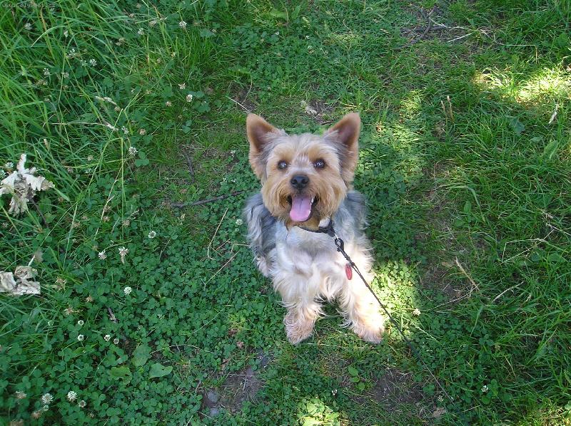 Foto: Ri��nek-trochu odpo��v�m..