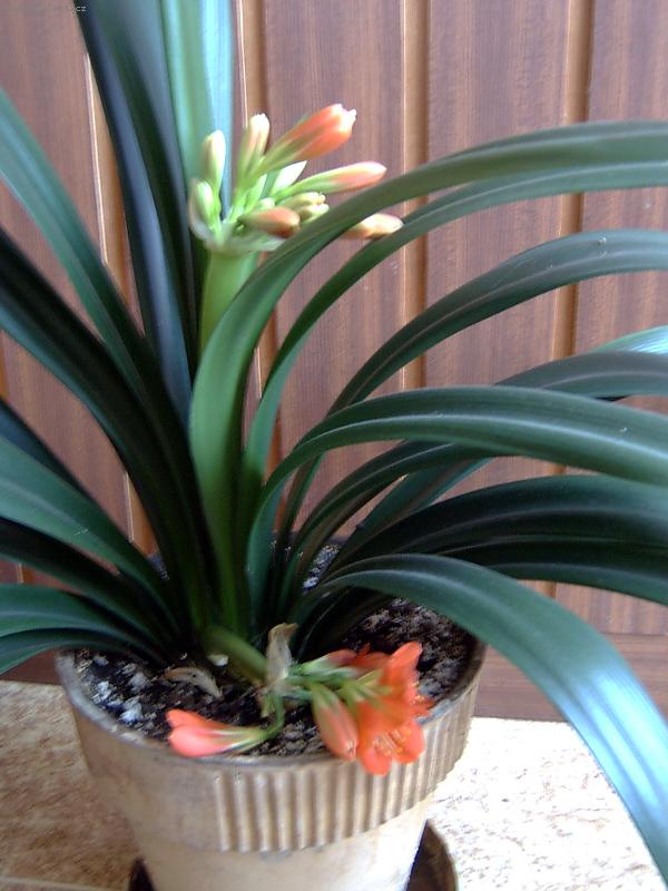 Foto: Kl�vie, 2 kv�ty-Kl�vie s dv�ma kv�ty - rarita?