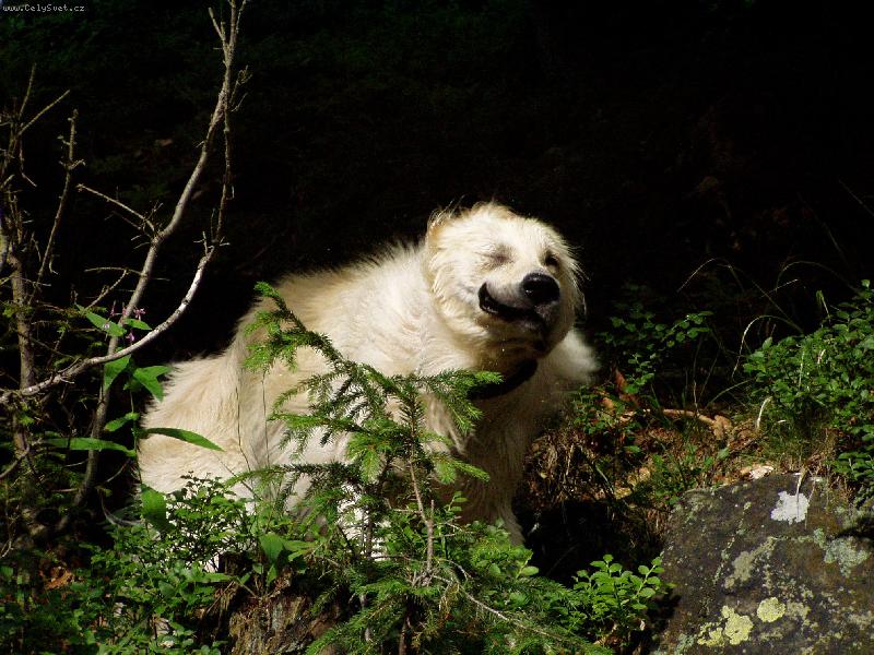 Foto: jess-ledni medved se oklepava