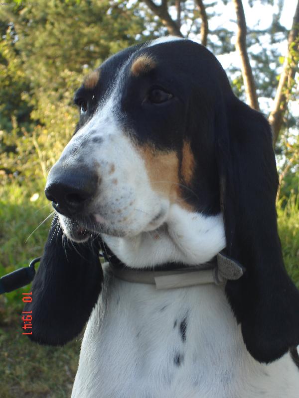 Foto: Bernsk� honi� - Bellis Olaska-Princezna Bellis