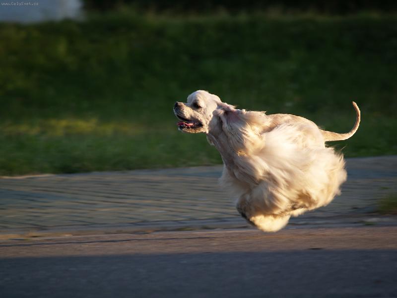 Foto: Nitro-Kdy� se narodil dostal ofici�ln� jm�no FAST \'N FURIOUS