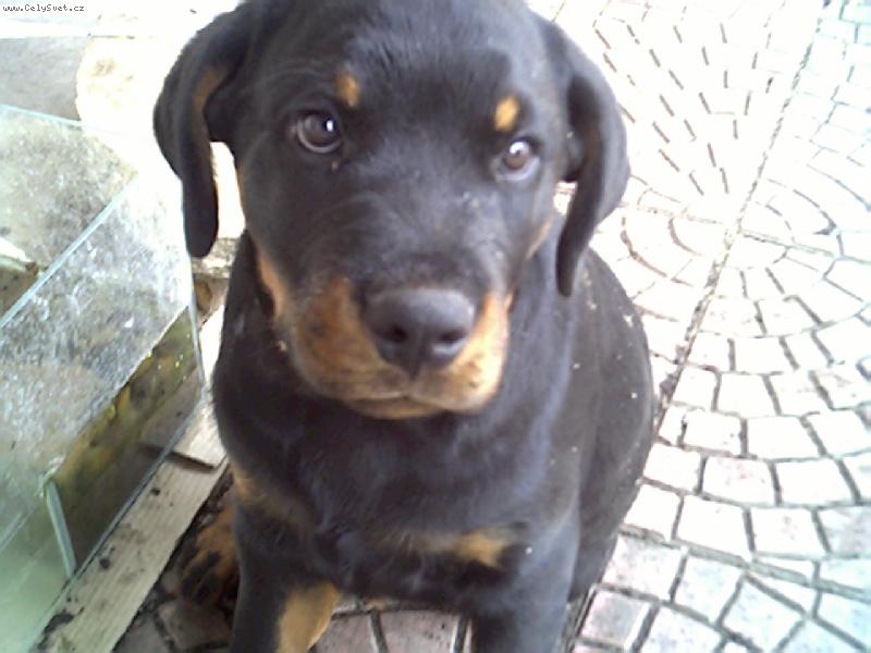 Foto: Hugo-pejsek Hugo