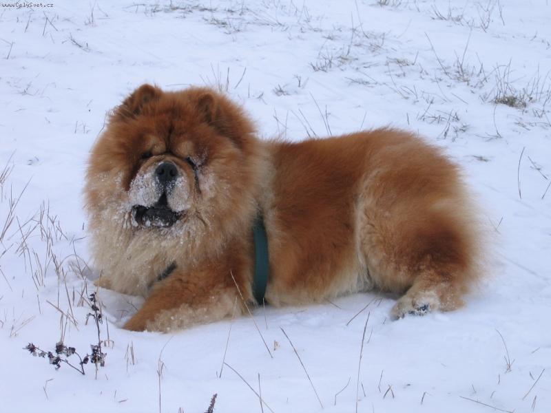 Foto: Jo zimu, tu miluji!!!-Jigy