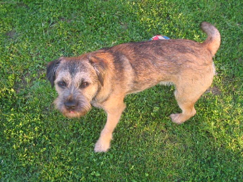 Foto: Iran-Iran zahrada