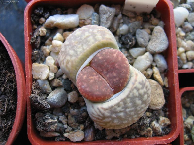 Foto: Lithops