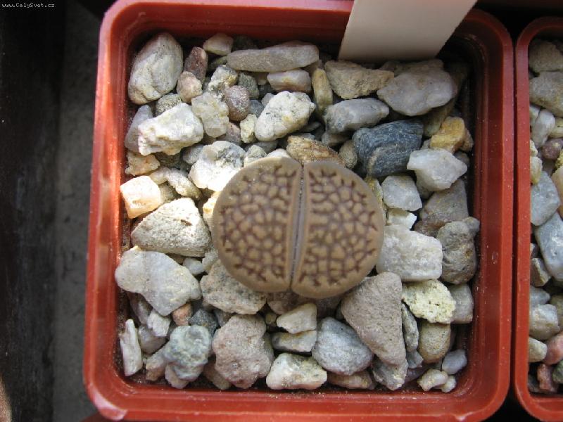 Foto: Lithops