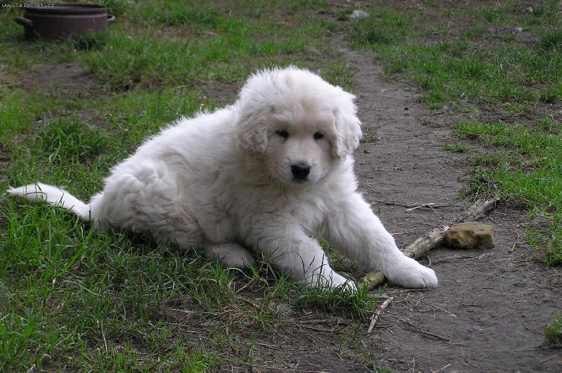 Foto: Baron z Borov�ho Hr�dku-7.t�dnu