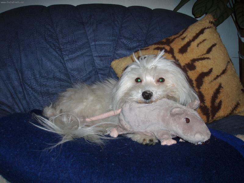 Foto: Sent��ek-M�j my�� kamar�d...