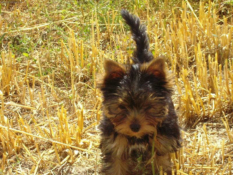 Foto: strni�t�-Dag na strni�ti