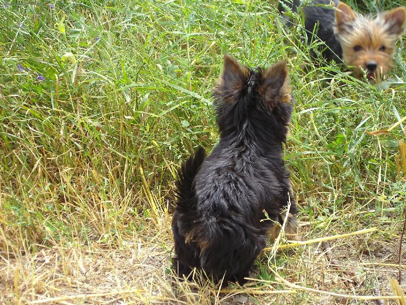 Foto: Ad�lka a Dag-tak bude� si hr�t nebo ne