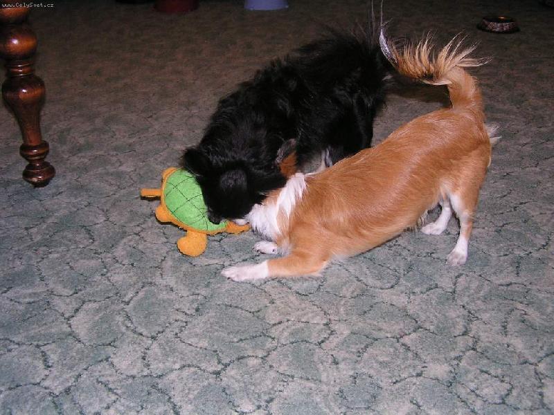 Foto: Psi zardousili �elvu!-�ernou�ek Kor�lek a l�me�ek Eli�ek.