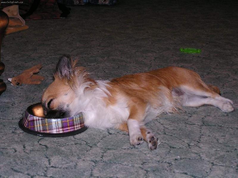 Foto: �nava-Dvouno�ci se s pap�n�m ob�as loudaj�.