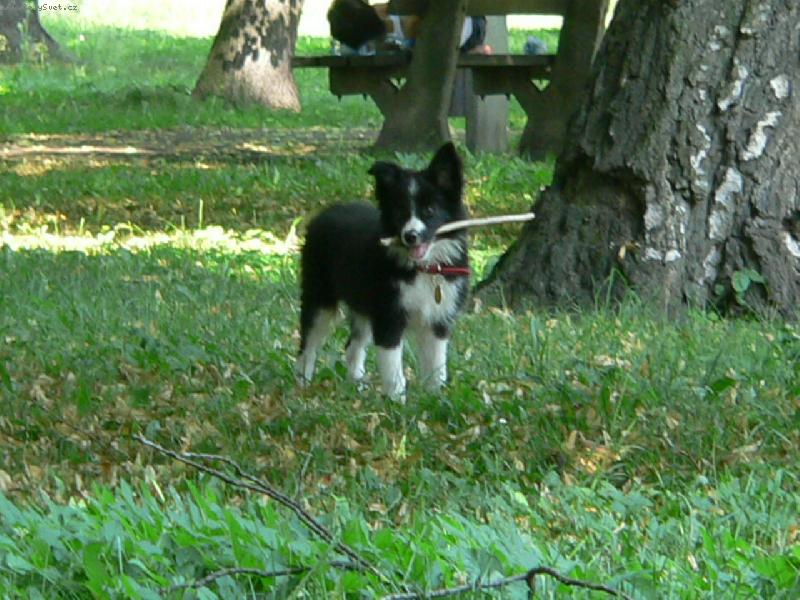 Foto: Borgia Corrie Mintaka-Borgi v kempu