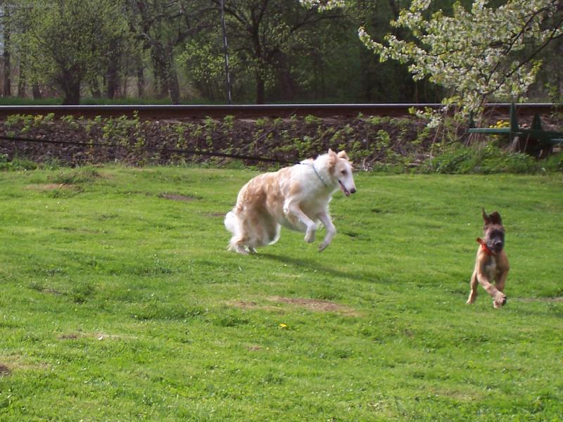 Foto: Barzoj-Jessie a jej� kamar�dka :)