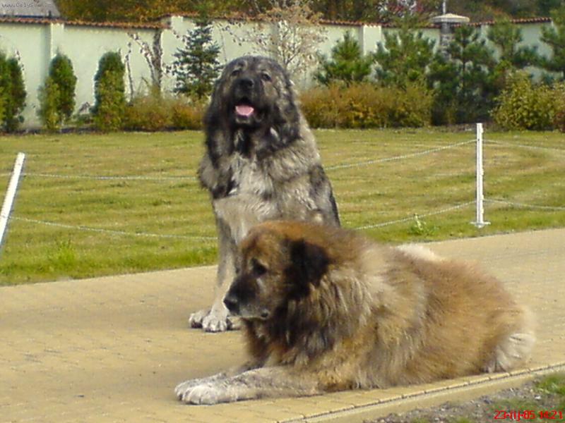 Foto: Ermak Scholon Aleihem