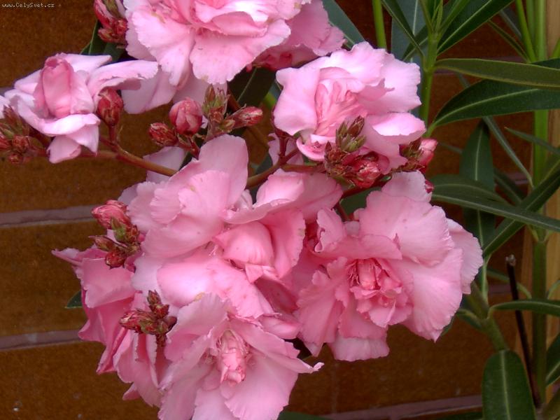 Foto: oleandr obecn�