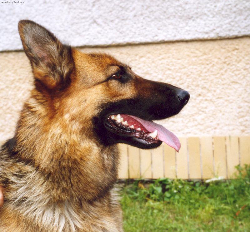 Foto: Bony Provocativo-Na�e milovan� fene�ka- Bonyska