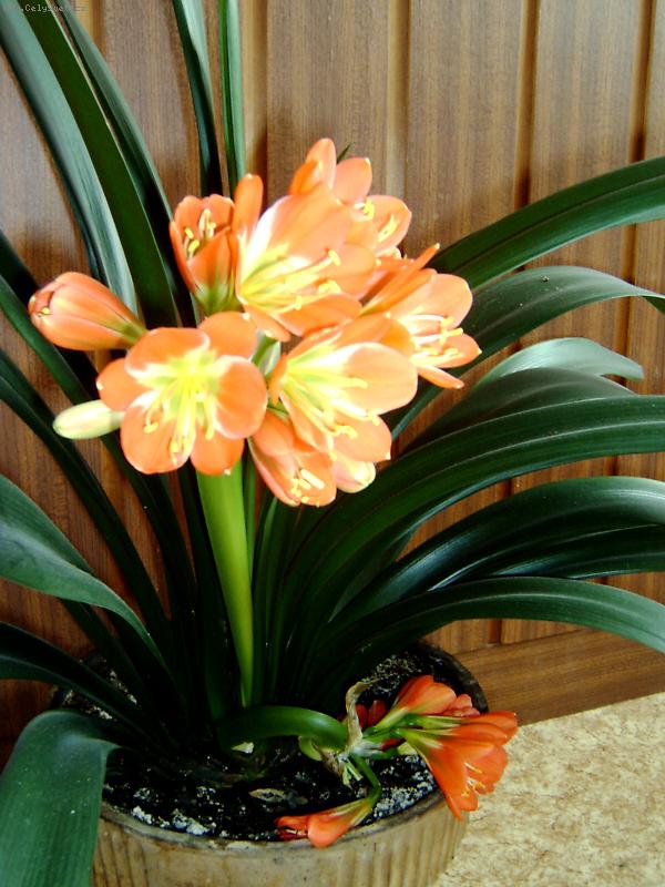 Foto: Clivia-2 kv�ty v rozkv�tu