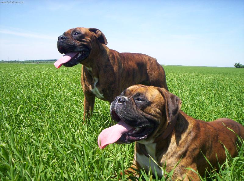 Foto: Boxe�i na poli-M�me kr�sn� p�rek boxer�  Fidu a Ro��ska