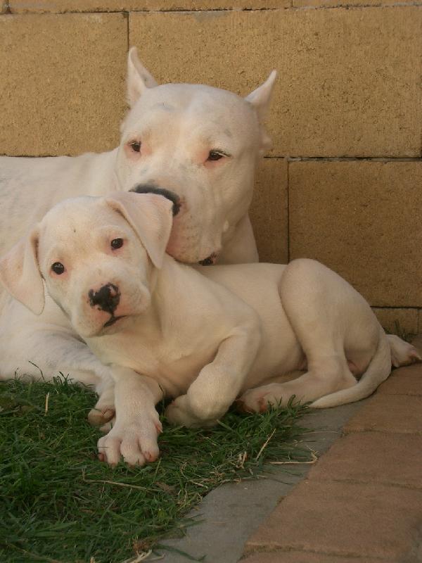 Foto: S m�mou-Hecla dei Falchi Bianchi s dceru�kou A�ou