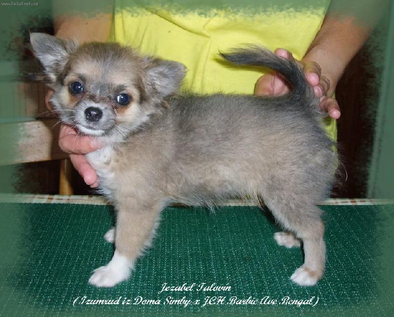 Foto: Jezabel-Zase focen�...