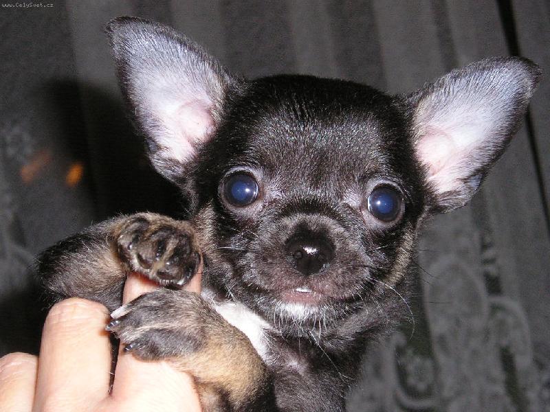 Foto: Harko Ave Bengal-Pros�m portr�tek...