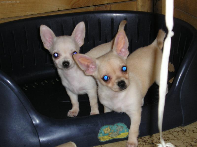 Foto: Flirt a Freya Ave Bengal-zat�m je�t� doma...