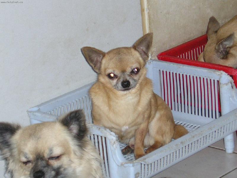 Foto: ICH. Kel��ek ze S�dlberku-Kel��ek v 10ti letech