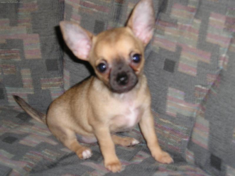 Foto: Slu�� mi to?