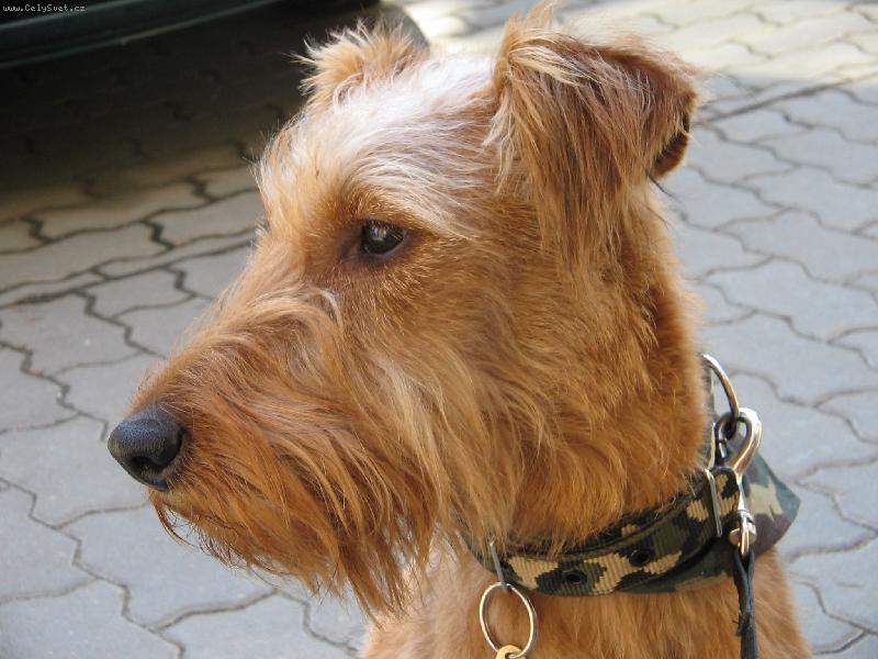 Foto: Art z Budulinkovy nory