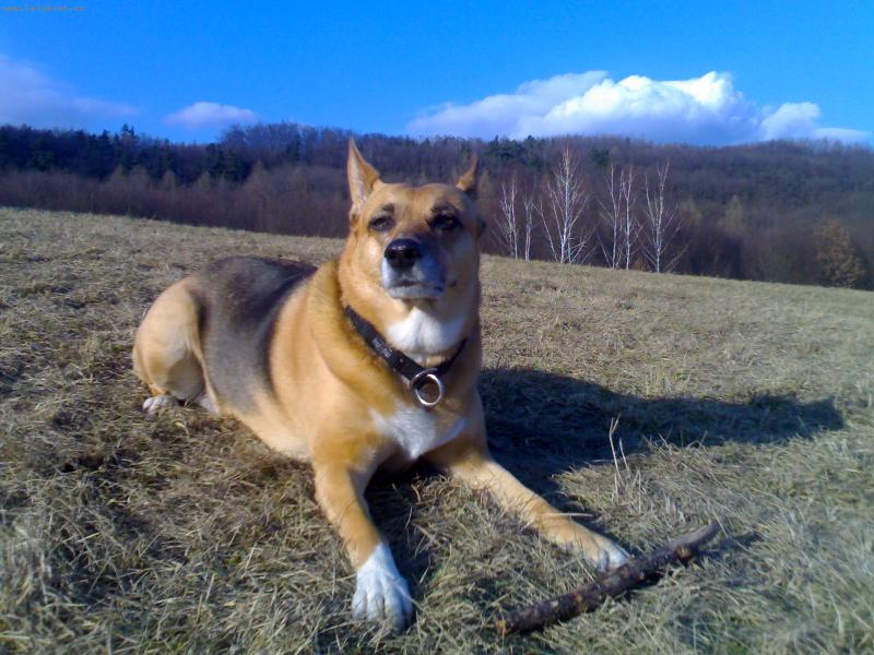 Foto: Anu�ka-www.anikdog.estranky.cz